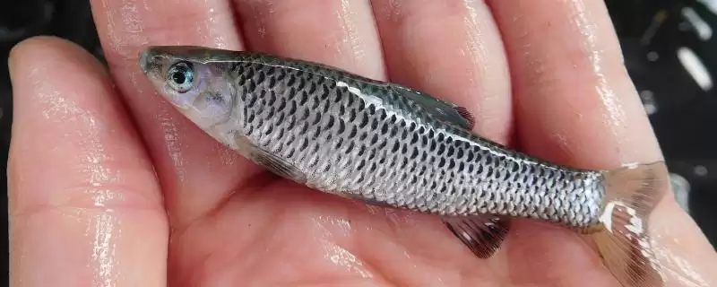 麦穗鱼简介(麦穗鱼普遍分布在我国池塘和溪流中)?-会东网
