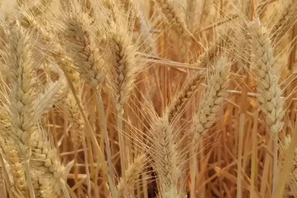 图片[2]-存麦16号小麦种植要点、播种期(存麦16号小麦种植要点，在10月上中旬进行播种)？-会东网