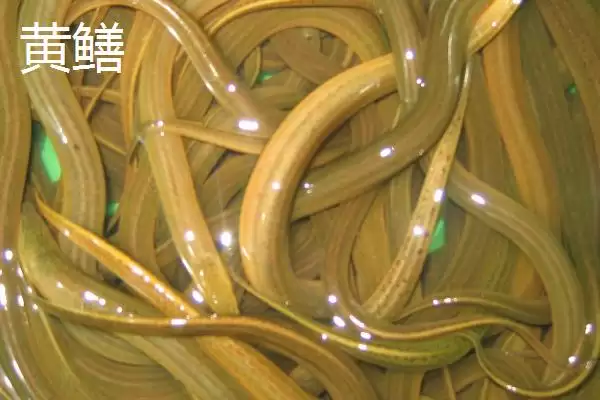 图片[3]-黄鳝和泥鳅科属形态不同的区别(黄鳝和泥鳅科属形态不同的区别)？-会东网