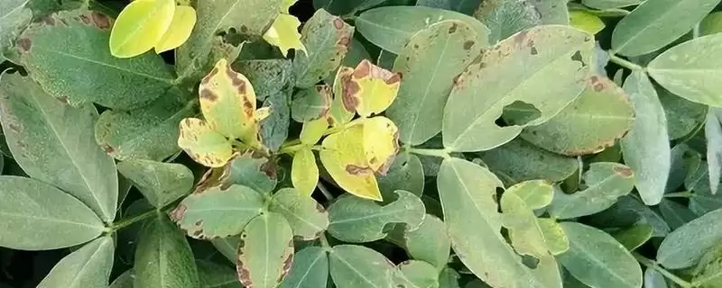 多抗霉素能防治的病害种类(多抗霉素能防治哪些病害，对蔬菜苗期碎倒病、黄瓜霜霉病等有效)？-会东网