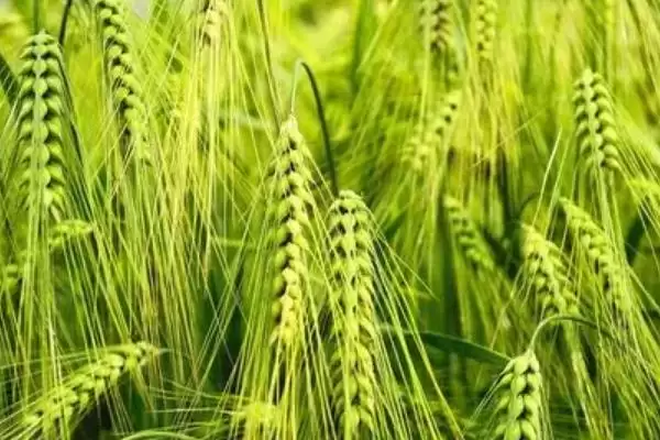 图片[3]-龙麦40小麦品种播期(龙麦40适应区4月上旬播)？-会东网