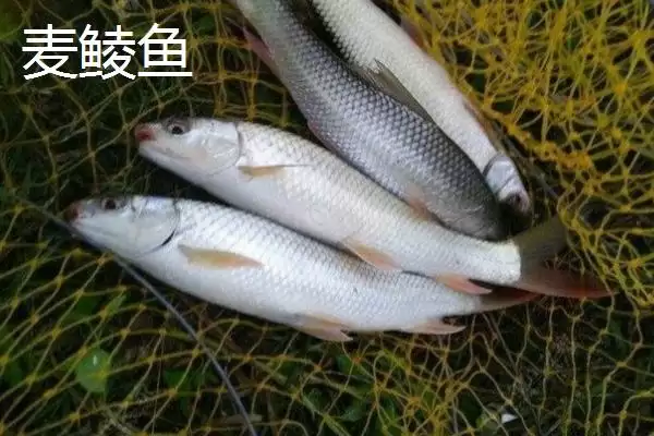 图片[8]-麦鲮鱼和红眼鱼区别介绍(麦鲮鱼圆鳞、吻钝、嘴阔与红眼鱼区别)？-会东网