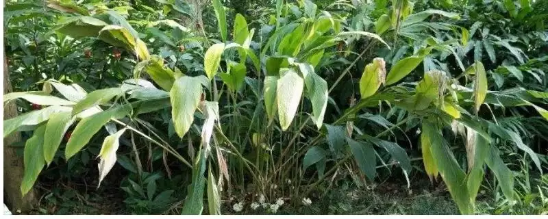 豆蔻的种植方法相关要点(豆蔻的种植方法，可播种育苗也可分株育苗)？-会东网