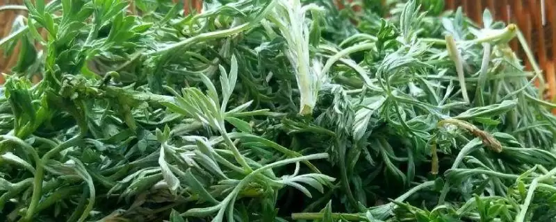 甜麦菜种子购买渠道介绍(甜麦菜种子一般在农资店购入)?-会东网