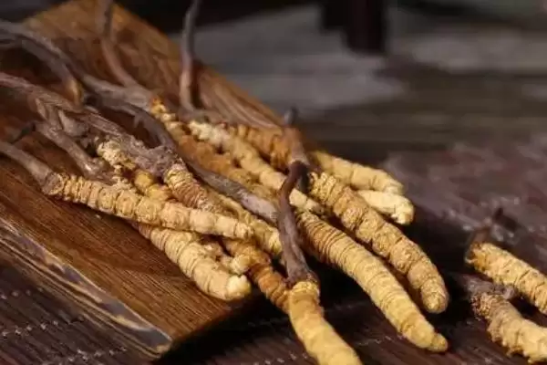 图片[2]-冬虫夏草的组成相关情况(冬虫夏草是什么东西，由虫体及从头部长出的真菌子座组成)？-会东网