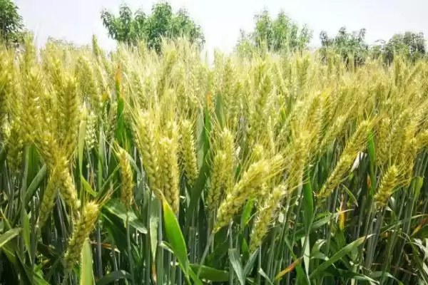 图片[2]-金育169小麦品种特性、适宜基本苗数(金育169小麦品种的特性，每亩适宜基本苗14～20万)？-会东网