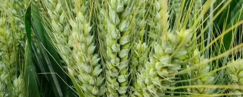 衡136小麦种子特点、播种量(衡136小麦种子特点,每亩适宜播种量7~10千克)?-会东网