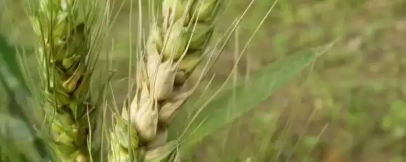 中科糯麦18小麦品种简介与抗条锈病(中科糯麦18小麦品种简介及抗条锈病)?-会东网
