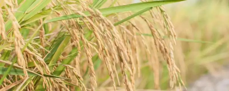 恒优99水稻种子6月初播种要点(恒优99水稻种子6月初播种要点)？-会东网