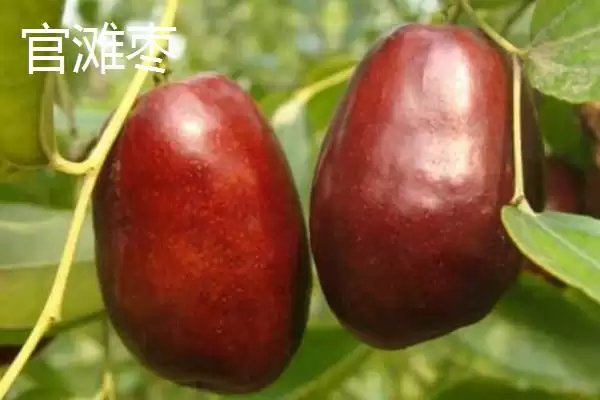 图片[4]-山西省襄汾县特产介绍(山西省襄汾县有地黄药材营销基地)？-会东网
