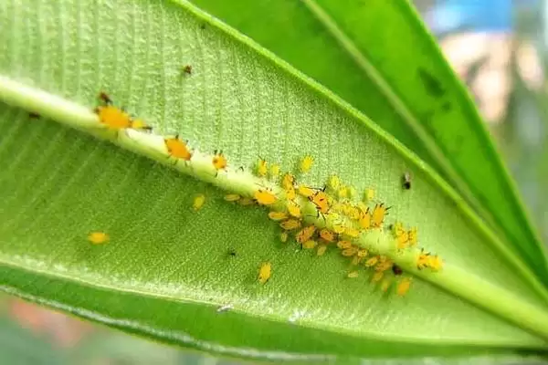 图片[2]-除蚜虫环保方法及大蒜烟叶等应用(除蚜虫的环保方法有哪些及材料应用)？-会东网