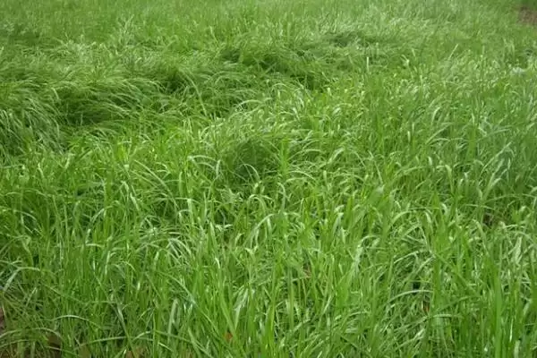 图片[4]-黑麦草种植方法及翻耕条播要点(怎么种植黑麦草及翻耕条播要点)？-会东网