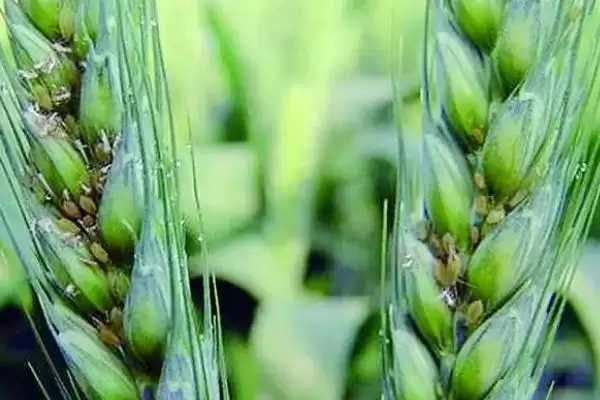 图片[4]-小麦蚜虫防治方法及农业生物化学法(小麦蚜虫咋防治及防治方法)？-会东网