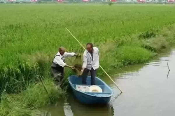 图片[7]-龙虾养殖基地分布介绍(湖南、重庆等地有龙虾养殖基地)？-会东网