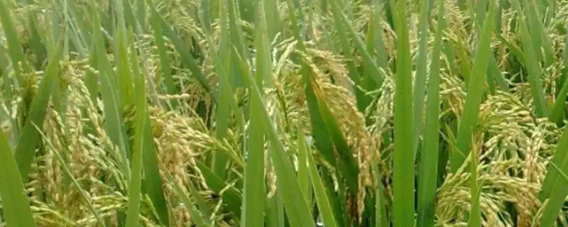 赣优7319水稻种子需注意及时防治病虫害(赣优7319水稻种子注意及时防治病虫害有多重要)?-会东网