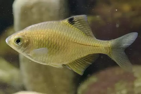 图片[3]-鳑鲏鱼垂钓水层选择(鳑鲏鱼在水域浅层活动多通常离底钓)？-会东网