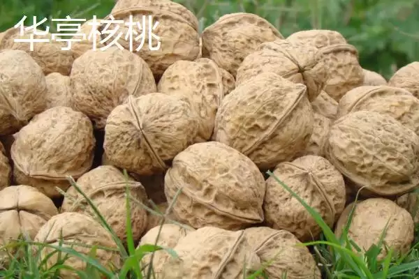 图片[8]-甘肃省民乐县的特产相关情况(甘肃省民乐县的特产，产出的苹果梨具有中国一代梨王的美誉)？-会东网
