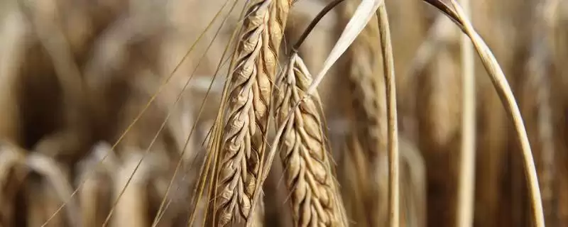 庄浪12号小麦品种简介与抗条锈病(庄浪12号小麦品种简介及抗条锈病)?-会东网