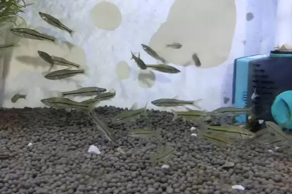 图片[3]-麦穗鱼食物介绍(麦穗鱼通常更喜欢吃活饵)？-会东网