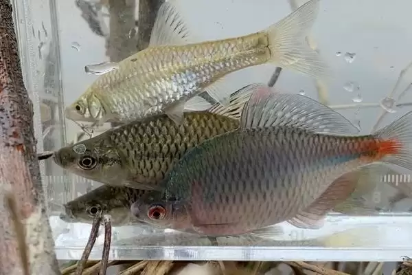 图片[4]-鳑鲏鱼垂钓水层选择(鳑鲏鱼在水域浅层活动多通常离底钓)？-会东网