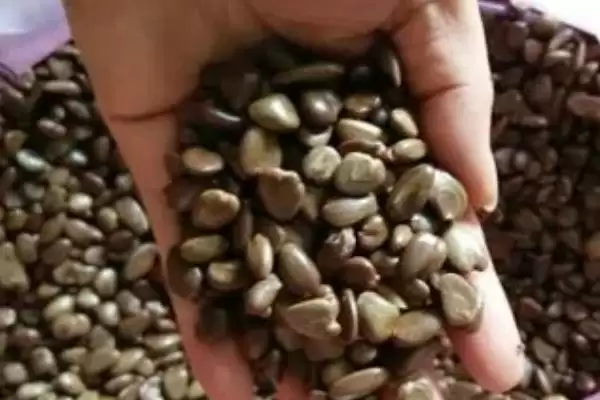 图片[3]-黑老虎种子主要有紫红1号与虎绿1号品种详情(黑老虎种子紫红1号与虎绿1号品种详情)？-会东网