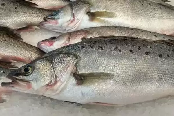 图片[5]-鲈鱼常见种类介绍(鲈鱼常见种类有河鲈、海鲈、松江鲈等)？-会东网
