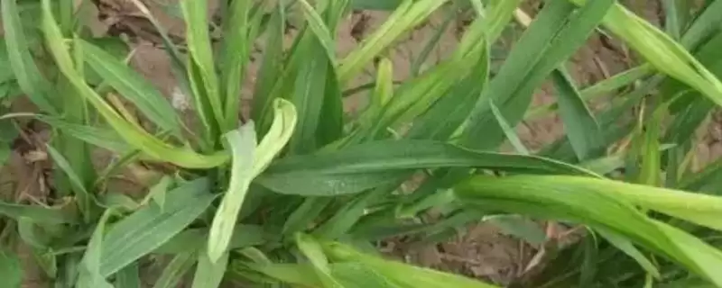 小麦丛矮病防治方式及甲拌磷拌种要点(小麦丛矮病咋防治及拌种要点)?-会东网