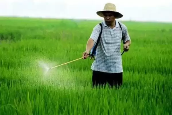图片[3]-打完除草剂不同种类生效时间不同(打完除草剂生效时间与种类关系有何要点)？-会东网