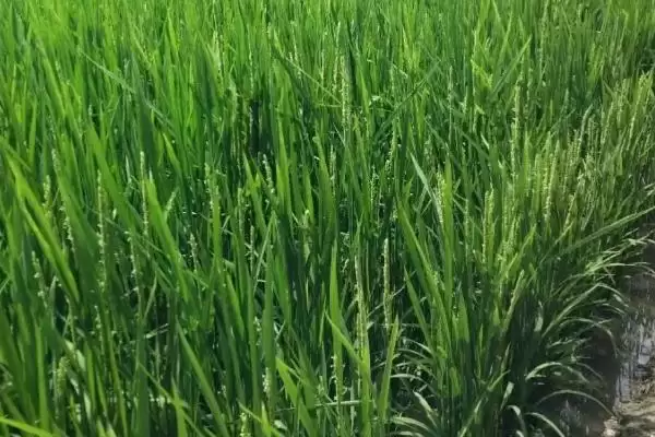 图片[4]-昌粳225水稻品种全生育期128.7天(昌粳225水稻品种全生育期128.7天有何特点)？-会东网
