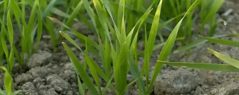 小麦苗期叶片发黄干枯原因及分析(小麦苗期叶片发黄干枯为啥及分析)?-会东网