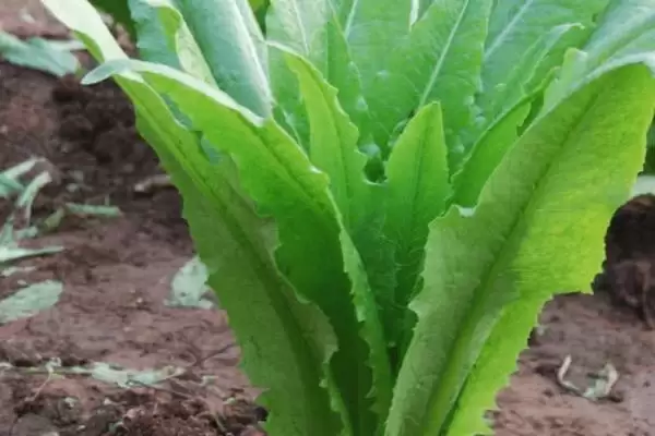 图片[4]-油麦菜和莴笋叶区别及外观差异分析(油麦菜和莴笋叶有啥区别及外观差异)？-会东网