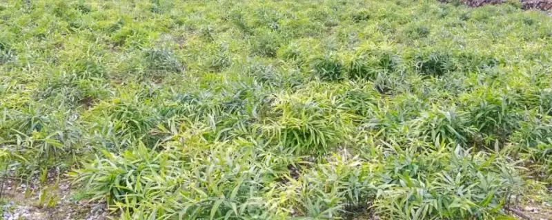 黄精种植方法介绍(黄精生长期间要及时除草)?-会东网