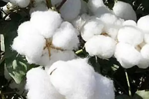 图片[2]-邯杂301棉花品种情况、所属类型(邯杂301棉花品种简介，转抗虫基因中早熟杂交一代品种)？-会东网