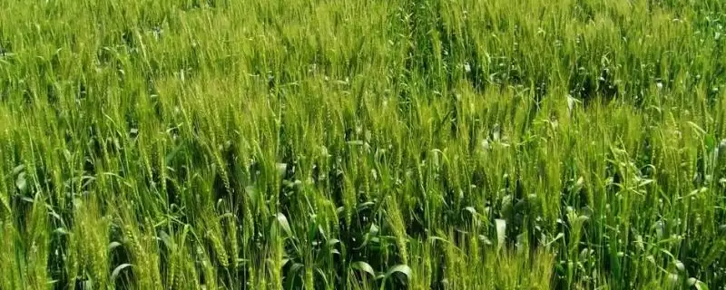 陇鉴9825小麦品种抗病特性(陇鉴9825中抗白粉病)？-会东网