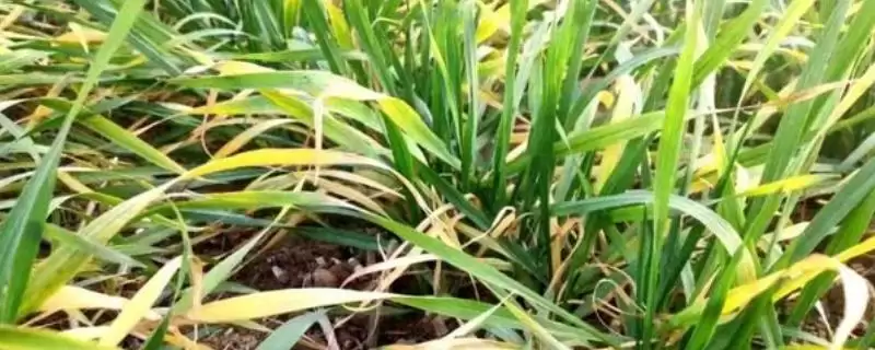 麦苗发黄原因介绍(麦苗发黄因病虫害、缺肥、密度大等因素)？-会东网