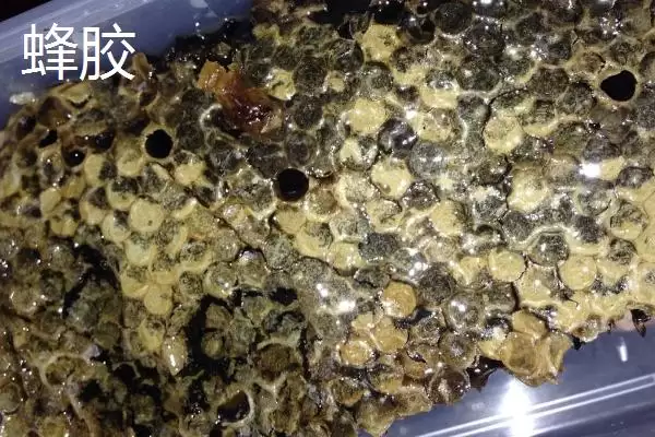 图片[4]-蜂产品之间的区别相关情况(蜂产品之间的区别，来源各不相同)？-会东网
