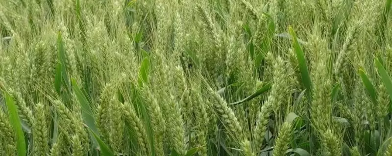 龙堂二号小麦种子品种属性(龙堂二号属半冬性中熟品种)？-会东网
