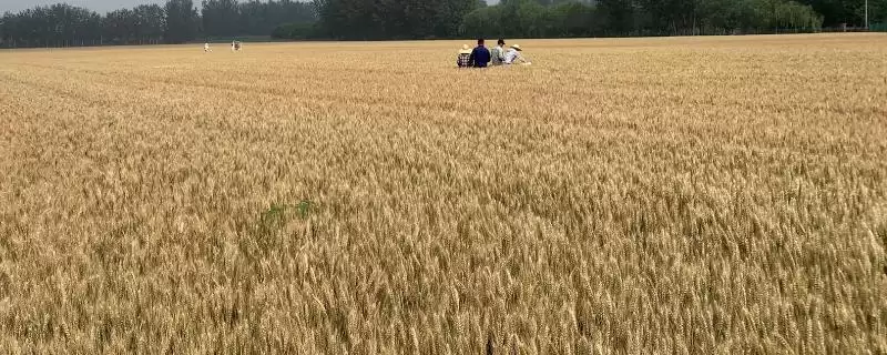 东北小麦的主产区相关地区(东北小麦的主产区在哪，包含黑龙江、吉林、辽宁等地区)？-会东网