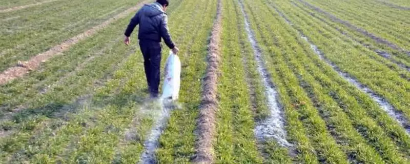 草木灰做肥料和农药使用方法(草木灰如何做肥料和农药使用)？-会东网