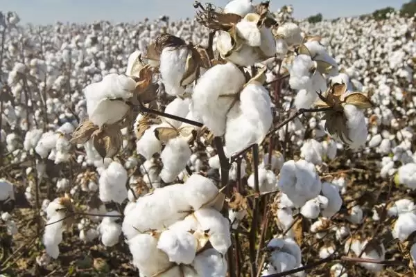 图片[4]-棉花常见病虫害及防治方法介绍(棉花不同病虫害防治方法不同)？-会东网