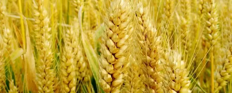 周育801小麦种子特点与适宜基本苗数(周育801小麦种子特点及适宜基本苗数)?-会东网