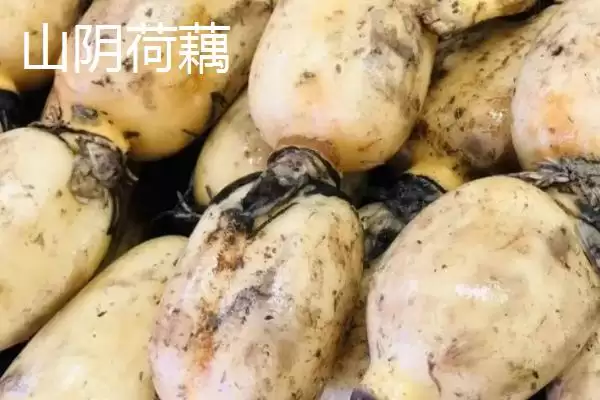 图片[3]-山西省山阴县特产介绍(山西省山阴县特产有油炸糕、荷藕等)？-会东网