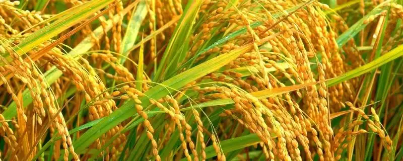春优161水稻种子每亩有效穗数13.9万穗(春优161水稻种子每亩有效穗数有何意义)?-会东网