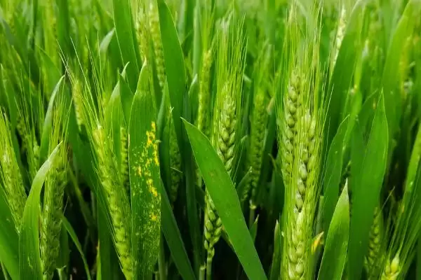 图片[3]-菏麦21的特征特性、生育期(菏麦21的特征特性，生育期为235天)？-会东网