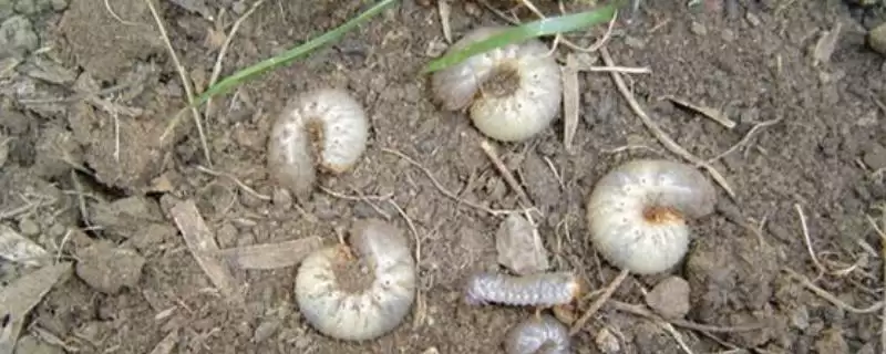 农作物播种出苗期防地下害虫方法(农作物播种出苗期防地下害虫可轮作倒茬)？-会东网