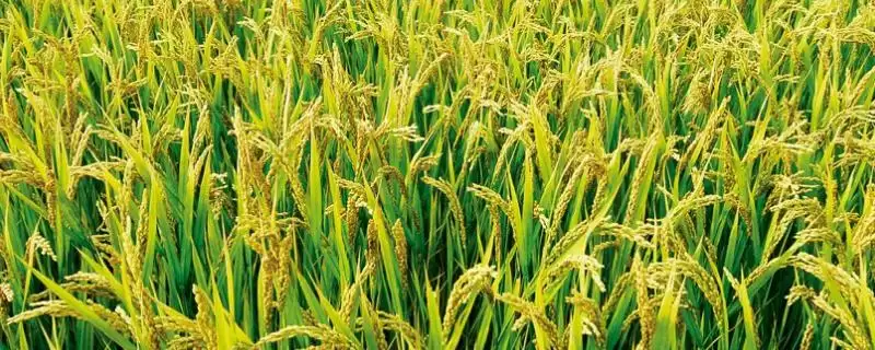滇籼糯16号中抗纹枯病（5.0级MR）(滇籼糯16号中抗纹枯病5.0级MR有何意义)？-会东网