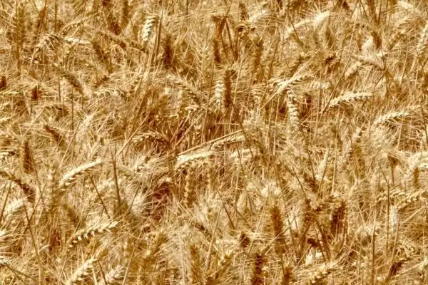 图片[7]-金钻九号小麦的特征特性、生育期(金钻九号小麦的特征特性，平均生育期为234天)？-会东网