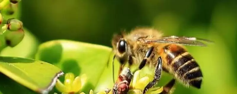 蜜蜂巢虫防治方法介绍(蜜蜂巢虫防治需及时更换新脾)?-会东网