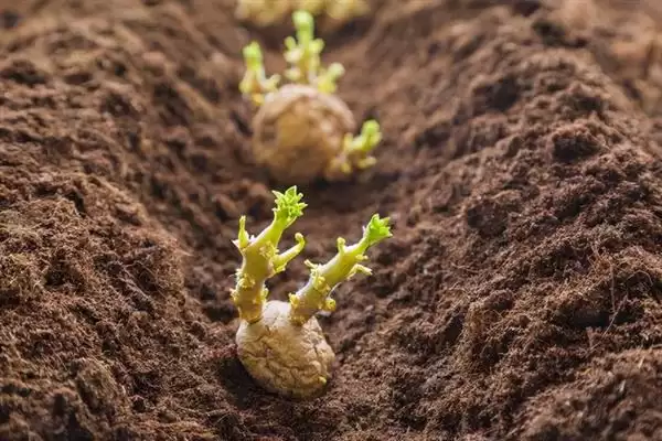 图片[5]-土豆种植方法介绍(土豆种植要确保水分等充足)？-会东网