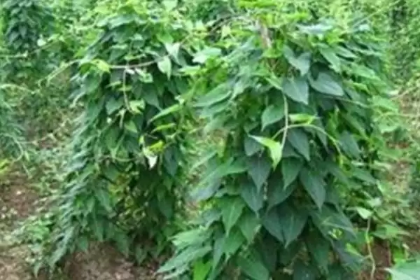 图片[5]-赤首乌栽培方法及栽后搭棚遮荫要点(赤首乌的栽培方法有哪些及搭棚要点)？-会东网